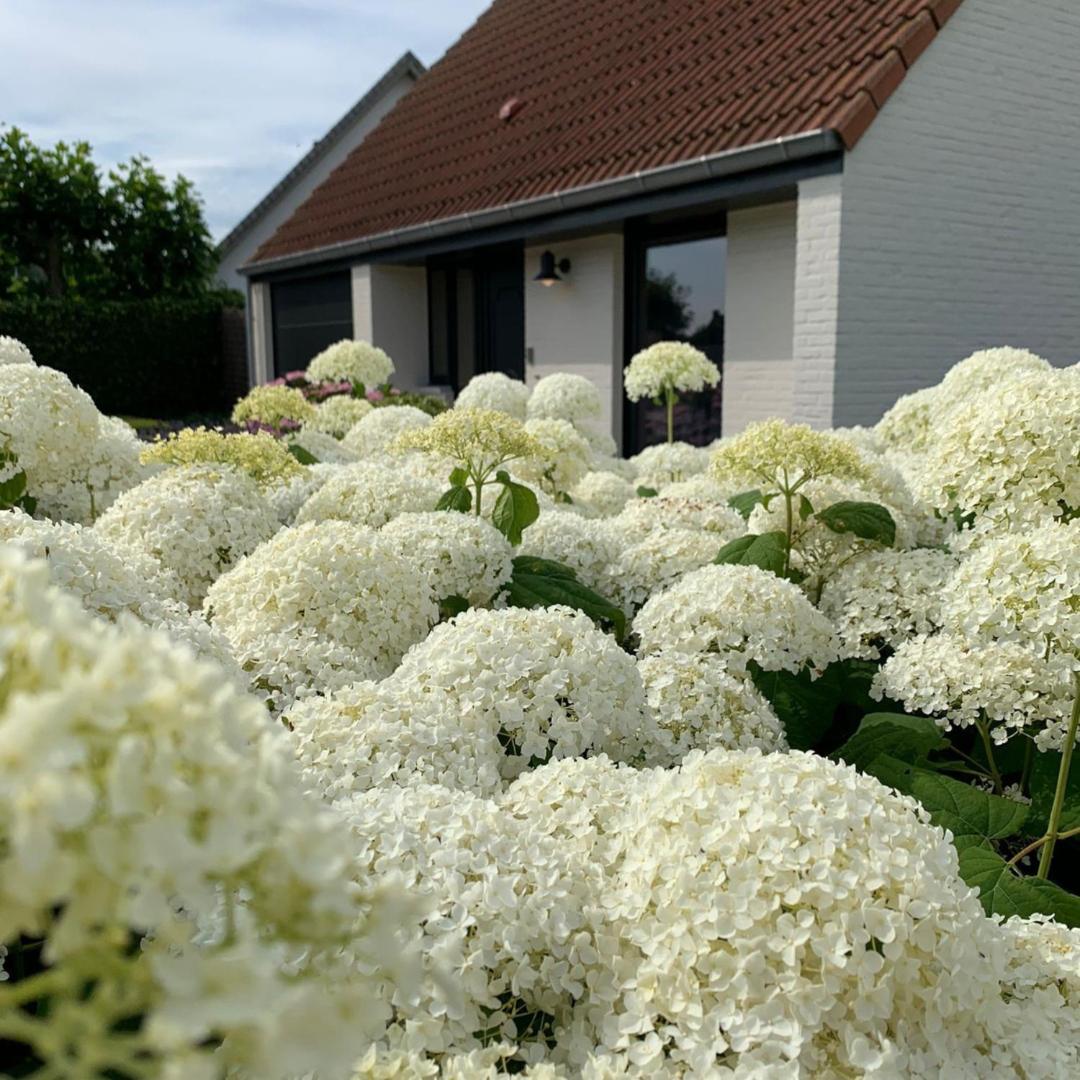 B&B Leonie Alveringem Exterior foto